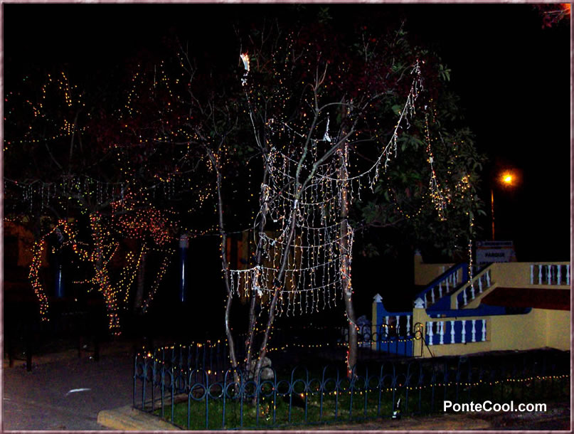 Cada año se realiza el adorno de los árboles del parque