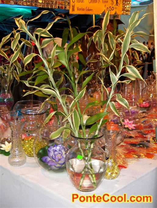 Plantas ornamentales