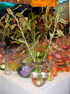 Plantas ornamentales